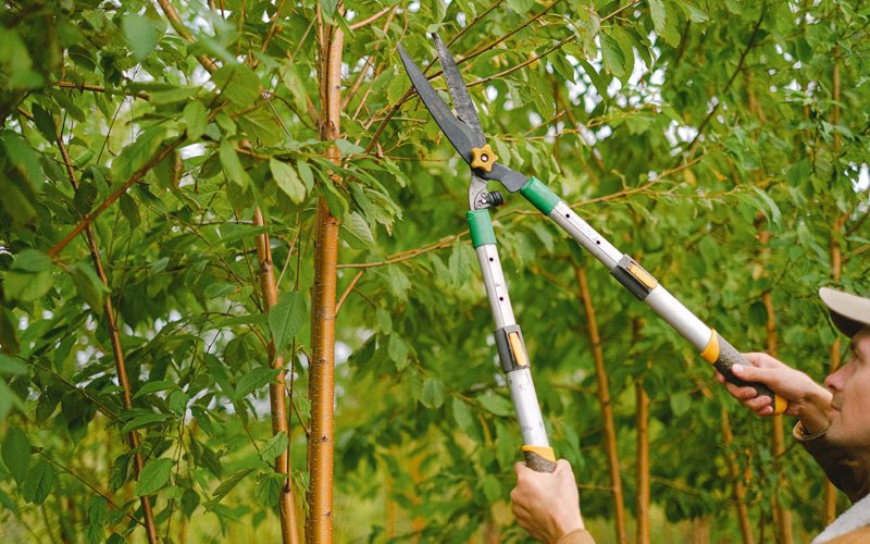 Tree trimming in Prairie Creek, IN